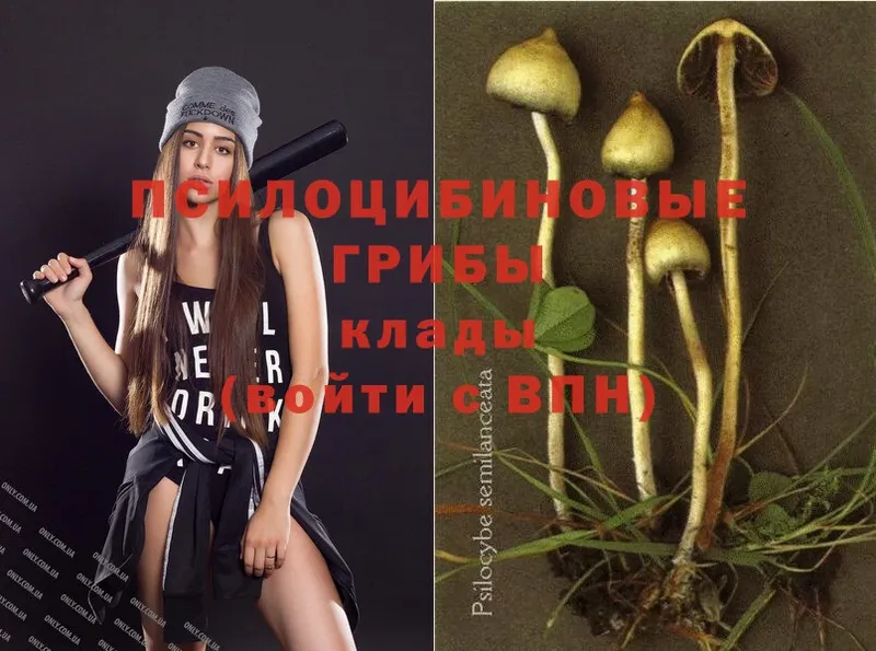 Псилоцибиновые грибы Psilocybine cubensis  Усть-Джегута 